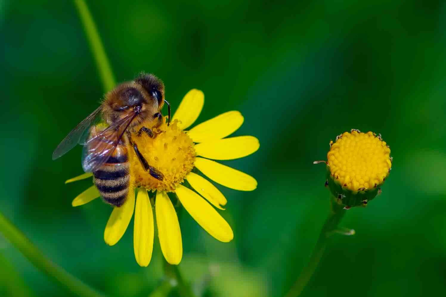 Bescherm de wilde bijen, tel daarom mee