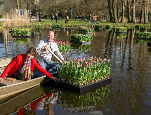 Tulp Festival Amsterdam 2026 ook met biologische tulpen