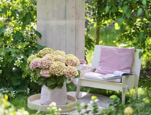 Neem een sterke en lang bloeiende hortensia op je terras