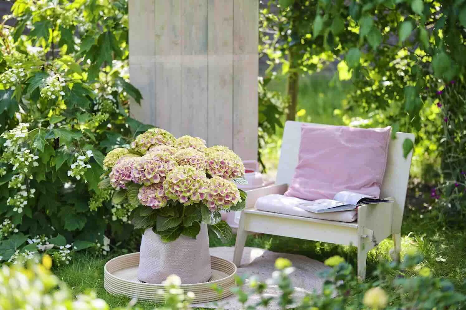 Neem een sterke en lang bloeiende hortensia op je terras