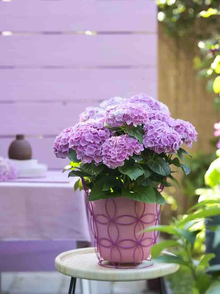 Neem een sterke en lang bloeiende hortensia op je terras