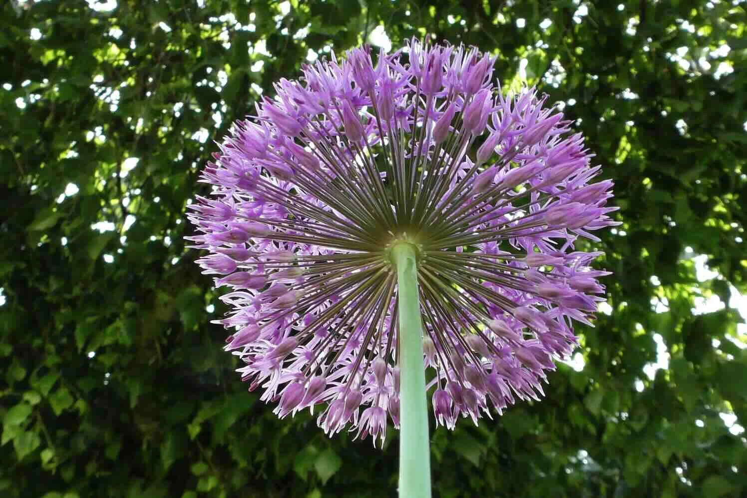 andyfaeth-flower-bulb-allium Wanneer plant je welke bollen, een seizoensoverzicht