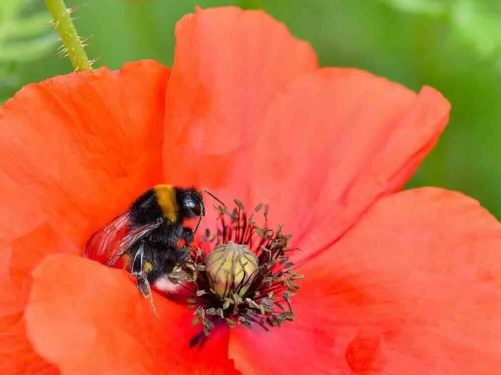 Bloemenstroken rond de kas is goed voor de biodiversiteit