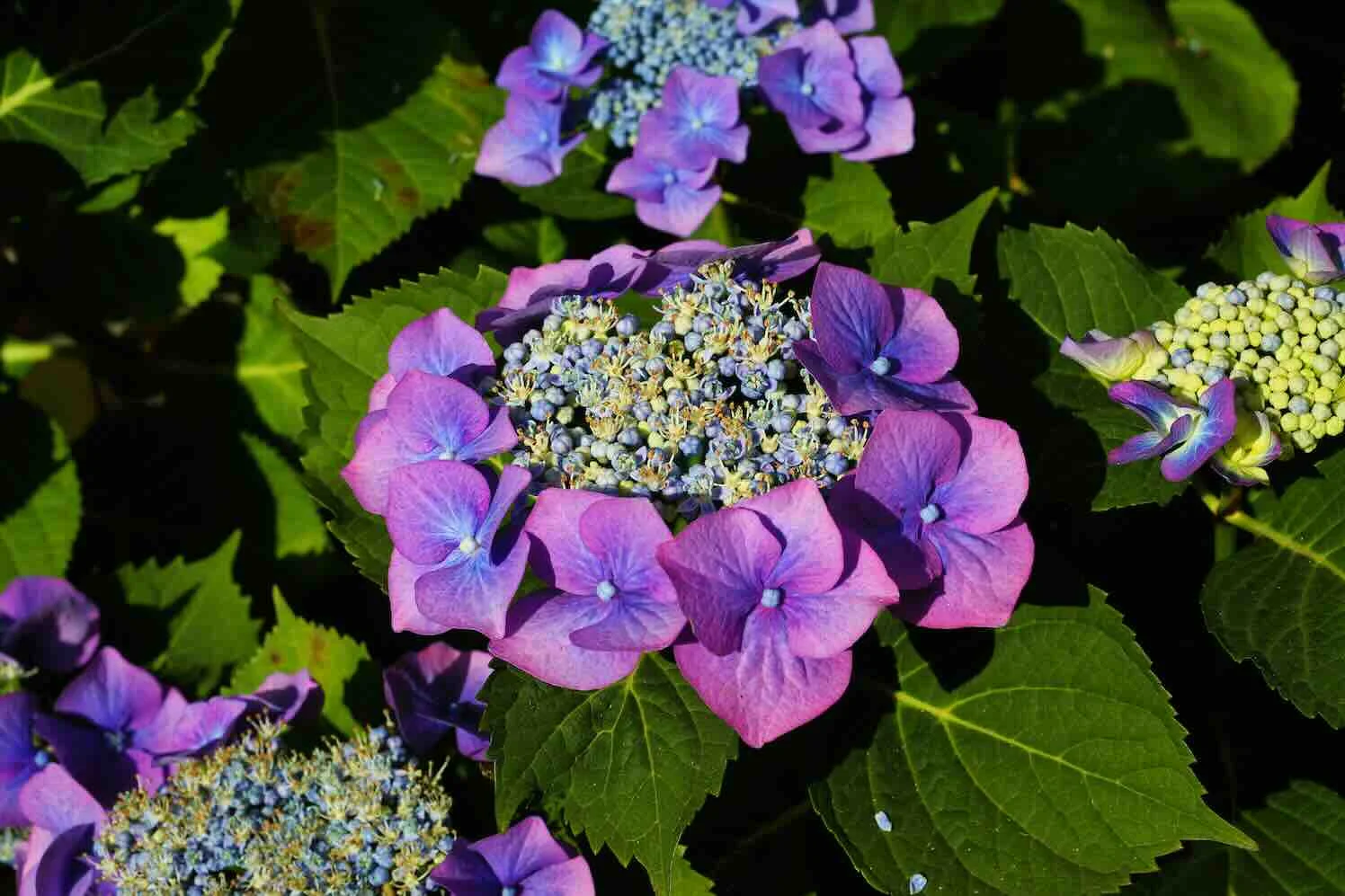 kapa65-hydrangeas-hortensia hortensia