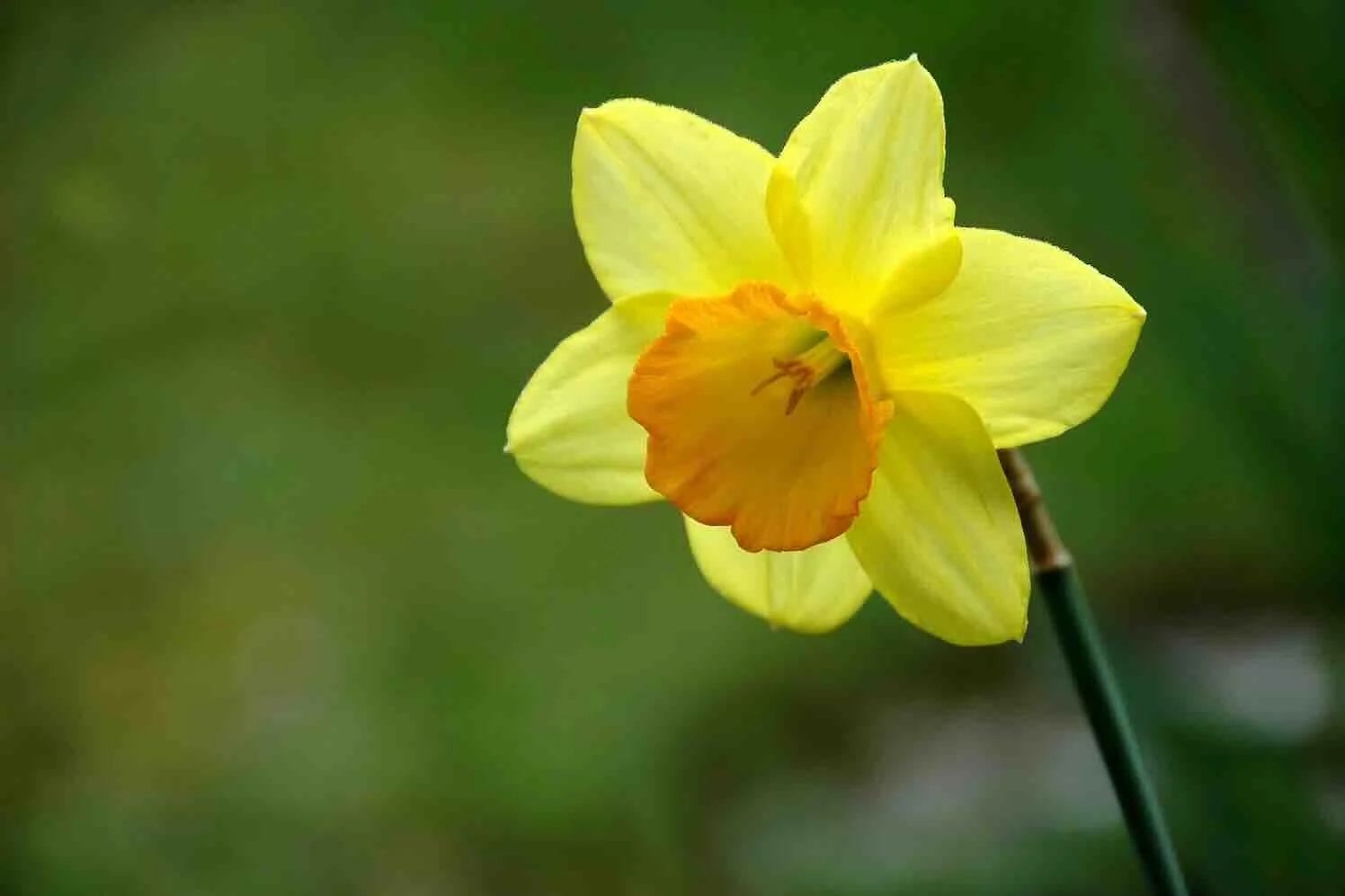 narcis