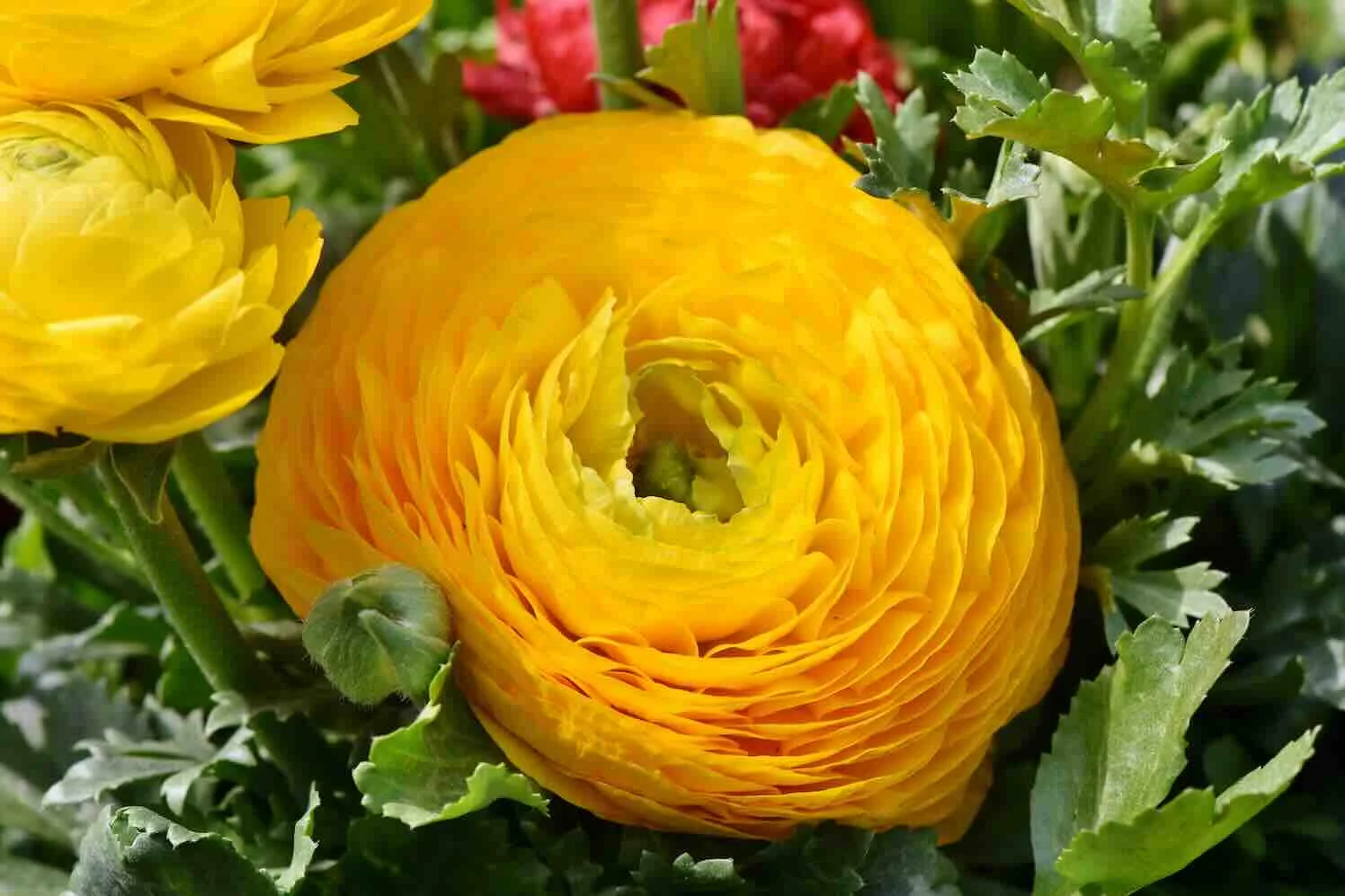 ralphs_fotos-ranunculus-ranonkel Wanneer plant je welke bollen, een seizoensoverzicht