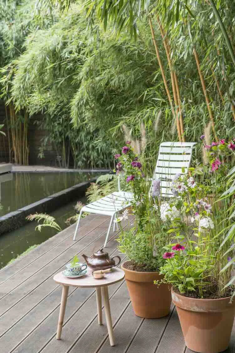 bamboe-in-de-tuin zomer in de tuin
