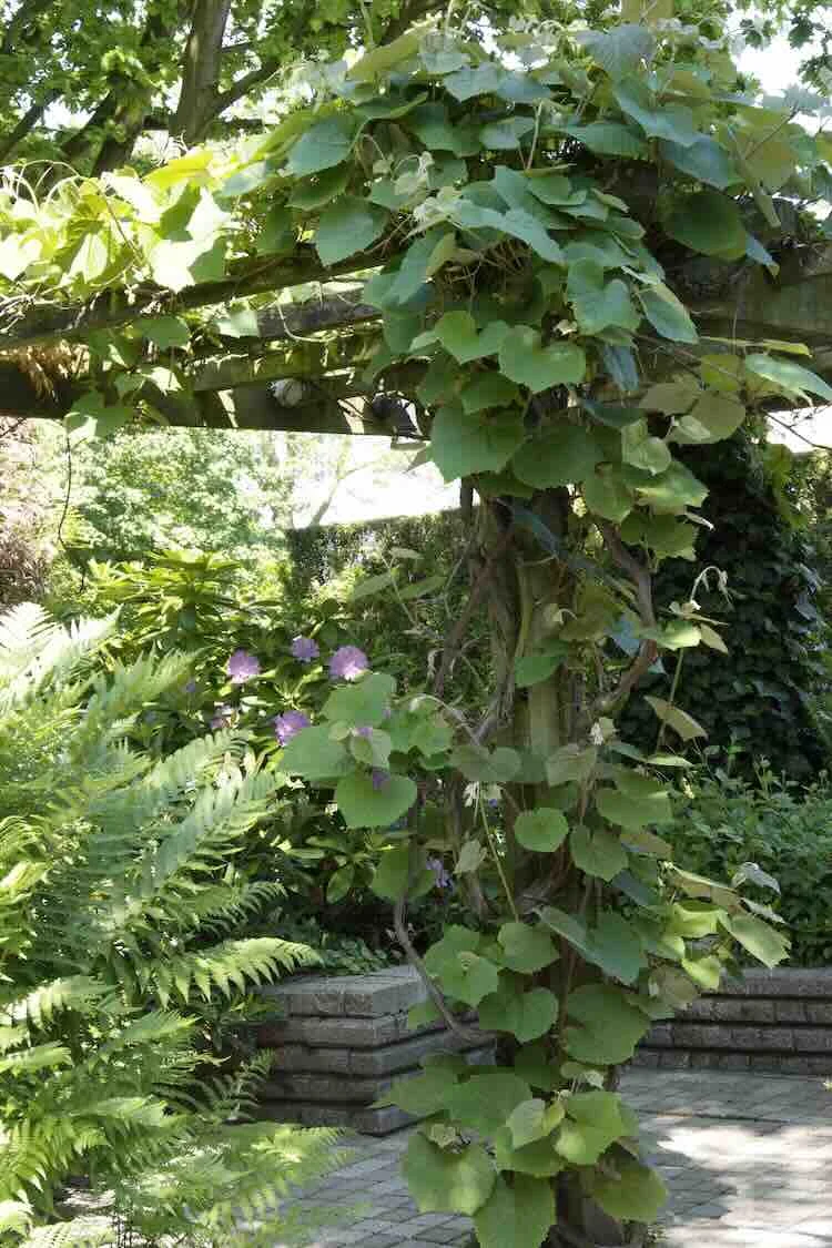 druif-in-de-tuin zomertuin