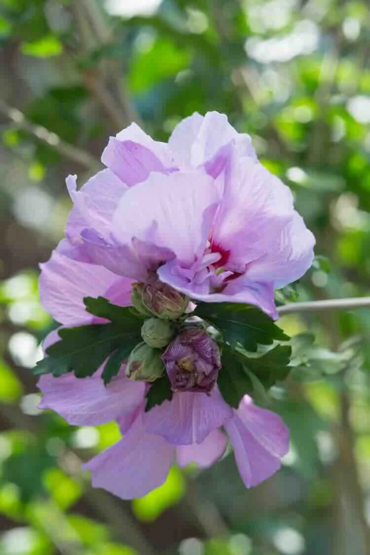 hibiscus-in-bloei hibiscus