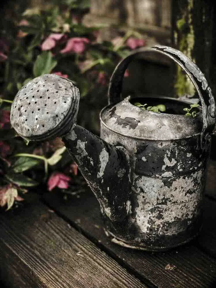 pexels-lenscribe-gieter Hoe voorkom je waterproblemen in de tuin tijdens droge zomers
