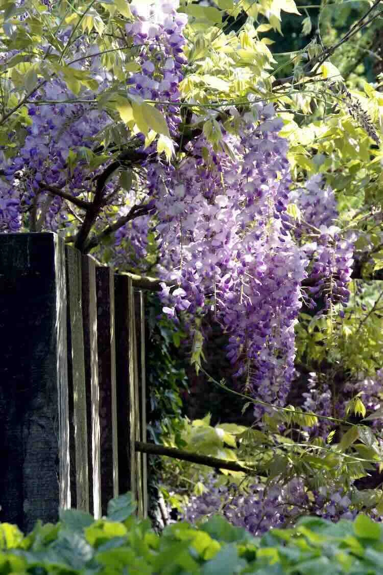 wisteria-in-bloei blauwe regen