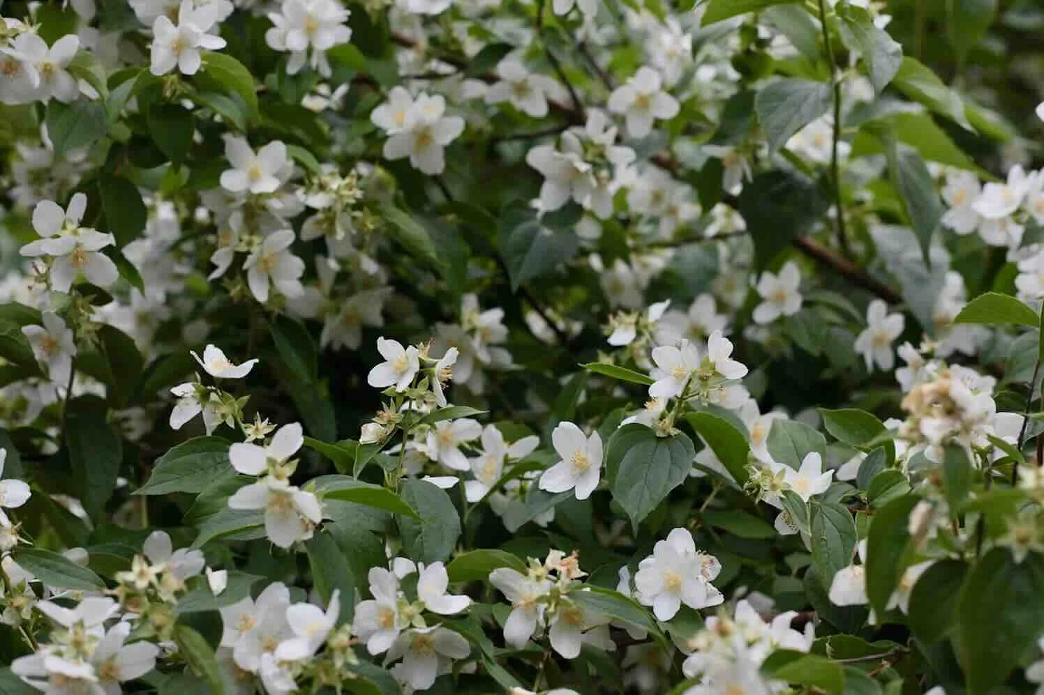 filmbetrachter-jasmin Minder inkijk en meer natuur met een levende tuinafscheiding