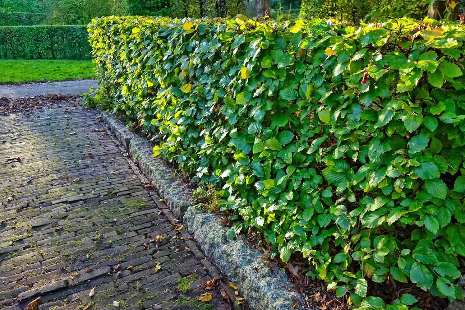 mabelamber-hedge-beuk Minder inkijk en meer natuur met een levende tuinafscheiding