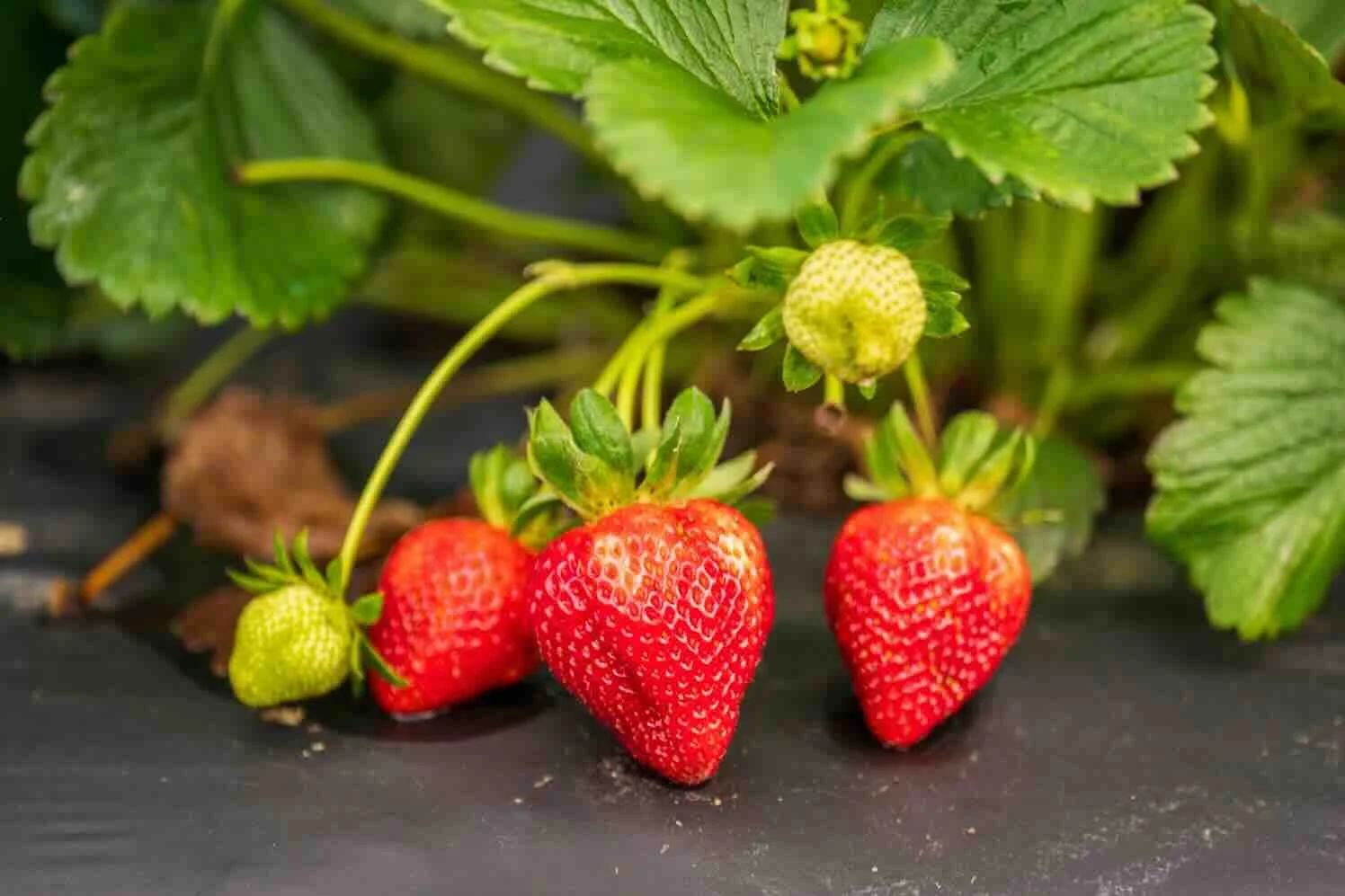 Top 5 leukste en populairste gewassen voor de moestuin