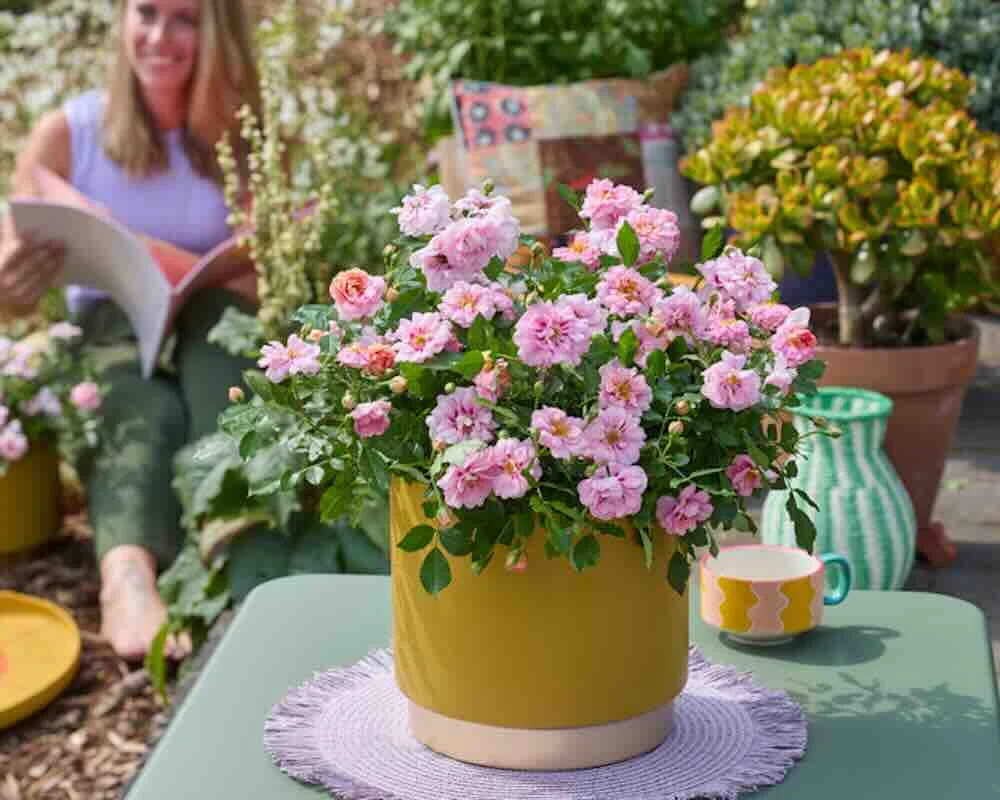 Droogtetolerant, hittebestendige rozen een feest voor bijen