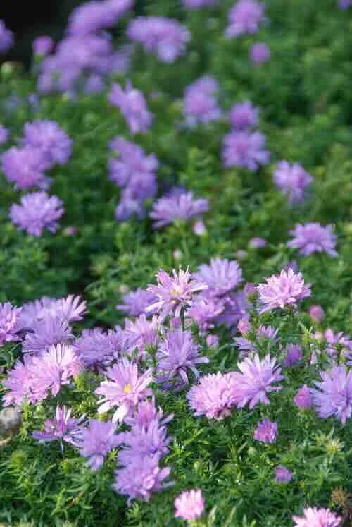 aster herfstbloeier