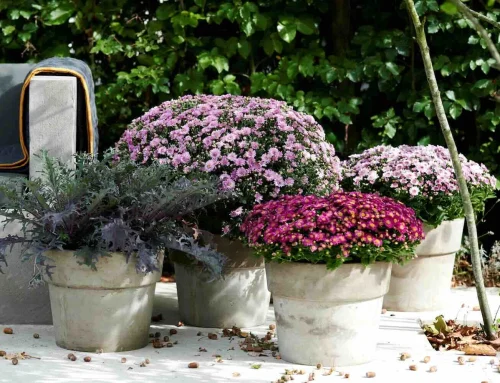 Herfstsfeer met tuinplanten