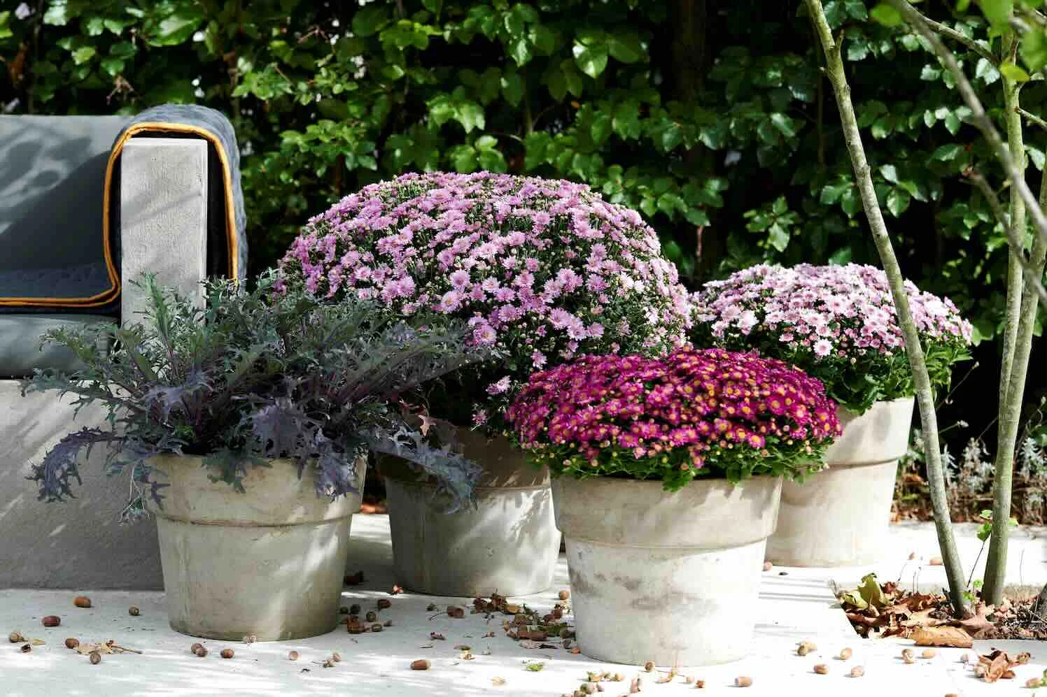 Herfstsfeer met tuinplanten