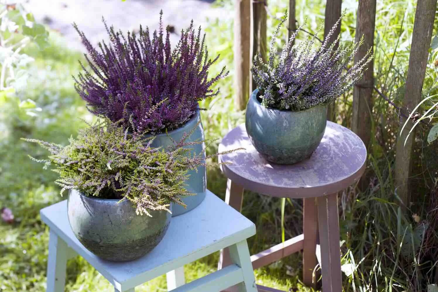 calluna Herfstsfeer met tuinplanten