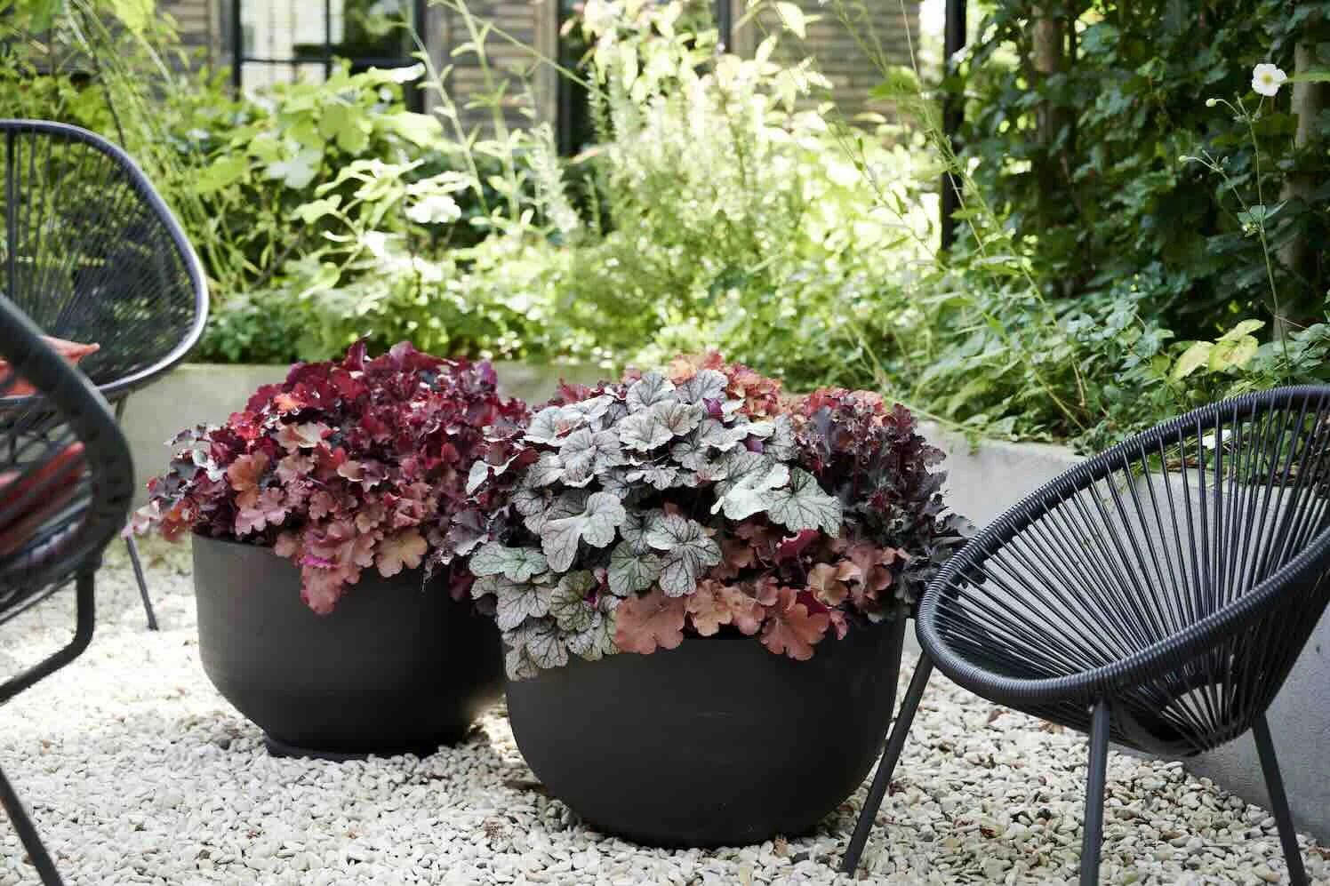 heuchera bladplanten