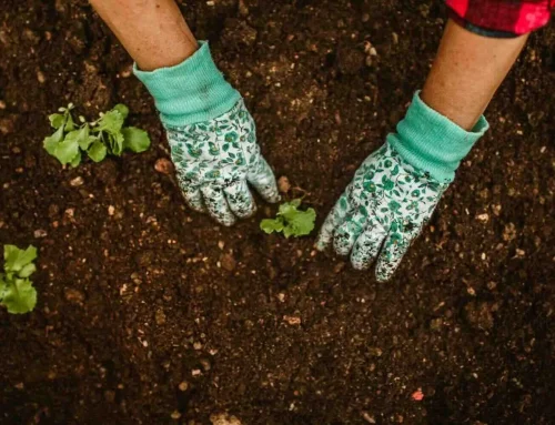 Bodemdieren bepalen hoe groen je tuin er bovengronds uitziet
