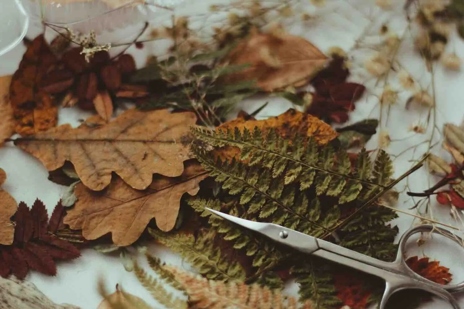 pexels-katya-diy-herfst doe-het-zelf-herfstbladeren