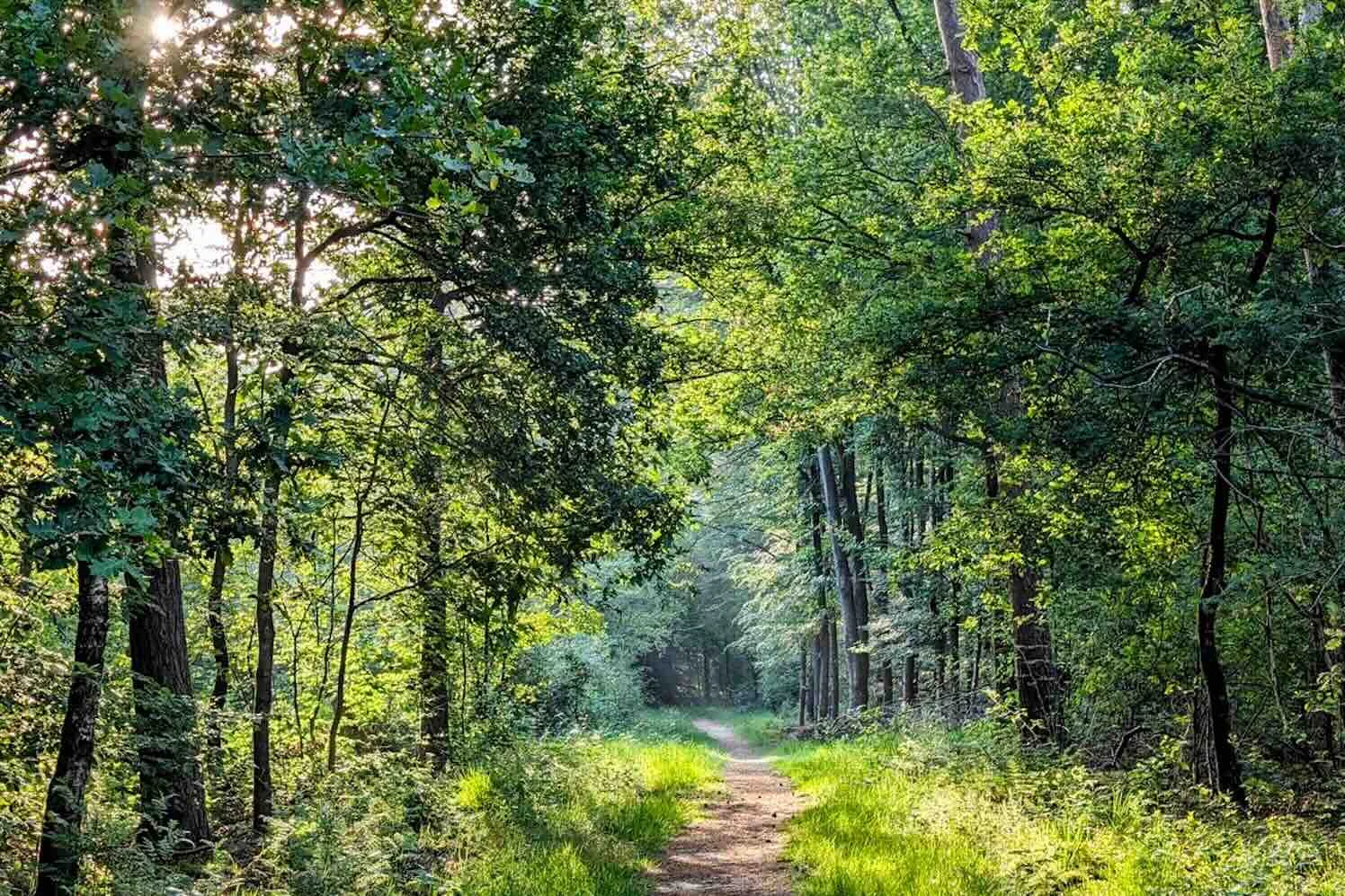 Waarom natuur bij een meerdaagse zakelijke bijeenkomst past