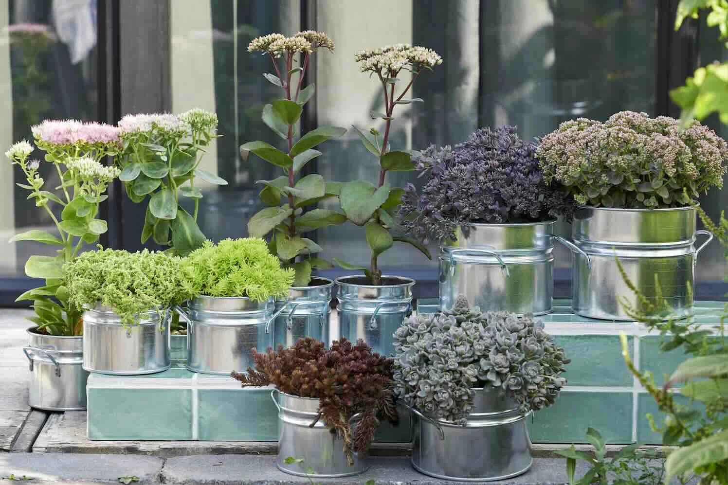 sedum Herfstsfeer met tuinplanten