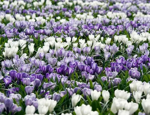 Bloembol van het jaar 2026: de krokus luidt het voorjaar in