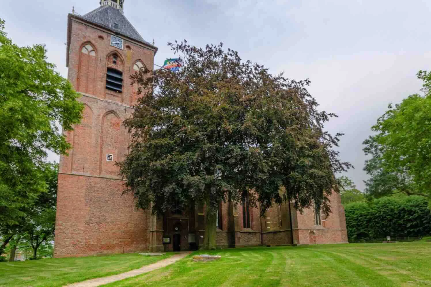 Rode beuk in Middelstum verkozen tot Boom van het Jaar 2026