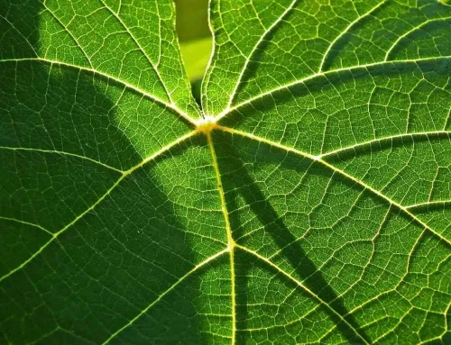Hoe draagt gebarentaal bij aan de ontwikkeling van de plantenteelt?