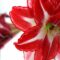 Amaryllis verzorgen en overhouden