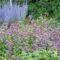 sierplanten, biodiversiteit, vaste planten zijn vaste klanten in de tuin